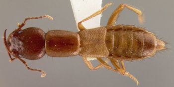 Media type: image;   Entomology 27534 Aspect: habitus dorsal view